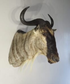 WHITE BEARDED WILDEBEEST