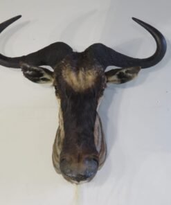 WHITE BEARDED WILDEBEEST
