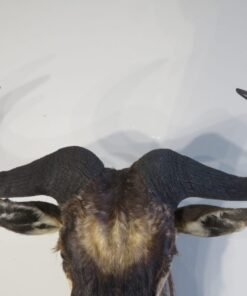 WHITE BEARDED WILDEBEEST
