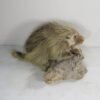 PORCUPINE LIFE SIZED