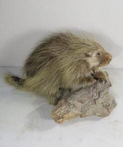 PORCUPINE LIFE SIZED