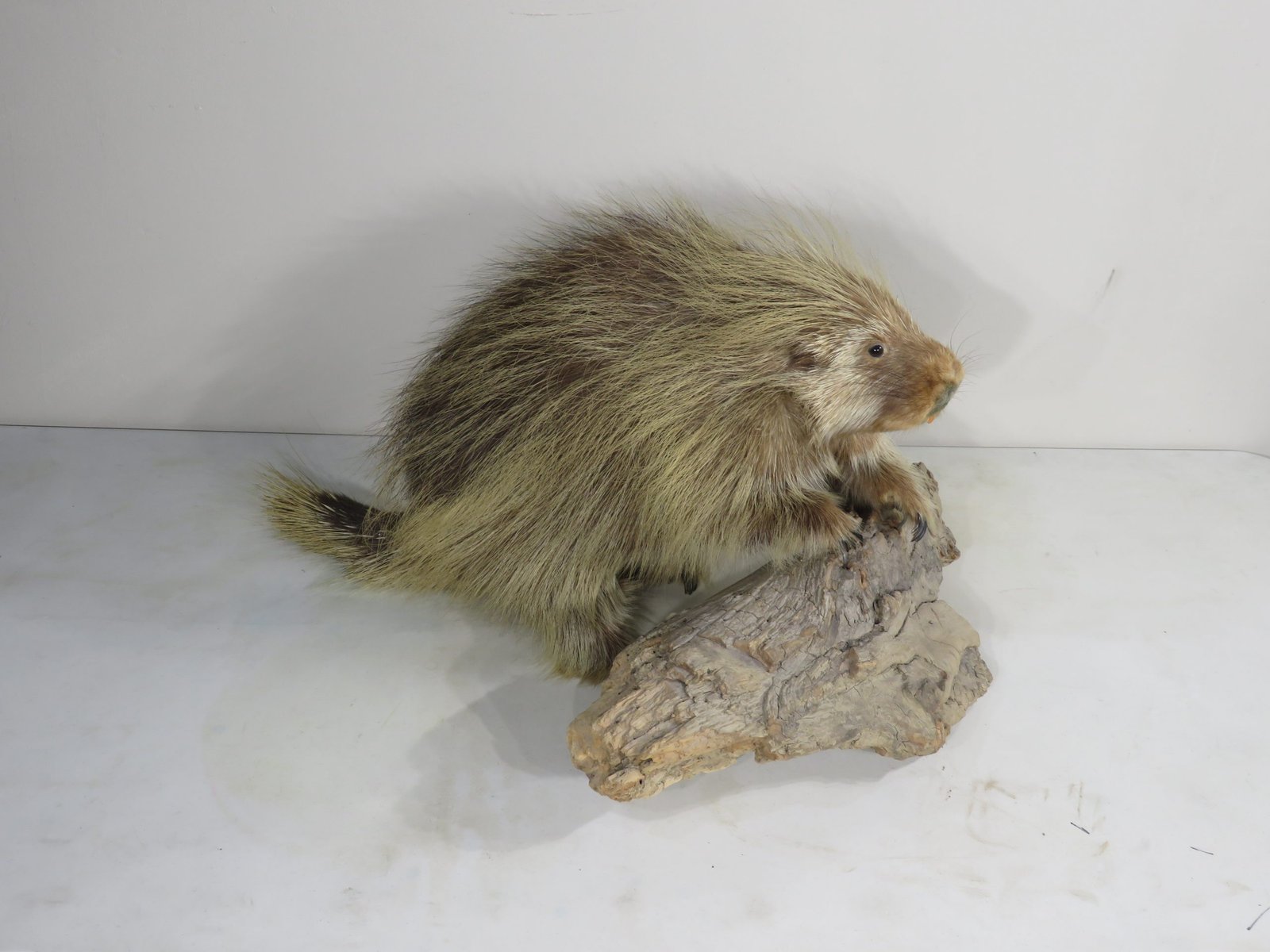 PORCUPINE LIFE SIZED PORCUPINE LIFE SIZED
