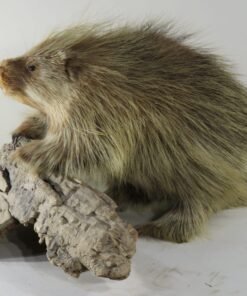 PORCUPINE LIFE SIZED