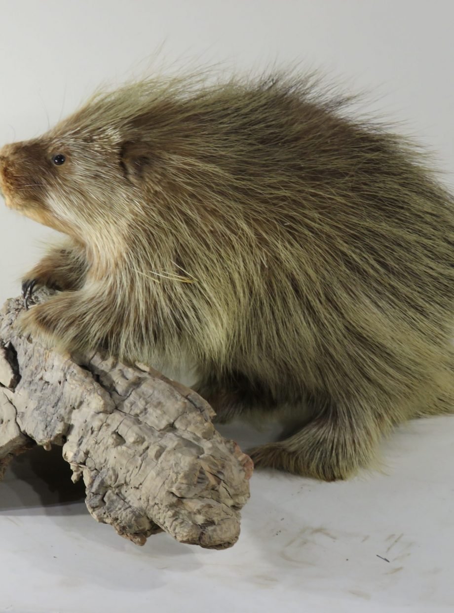 PORCUPINE LIFE SIZED PORCUPINE LIFE SIZED