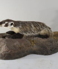 BADGER LIFE SIZE MOUNT ON TERRAIN