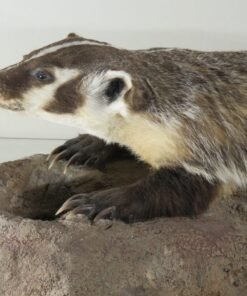 BADGER LIFE SIZE MOUNT ON TERRAIN