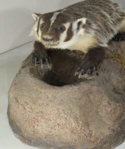 BADGER LIFE SIZE MOUNT ON TERRAIN