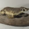 BADGER LIFE SIZE MOUNT ON TERRAIN