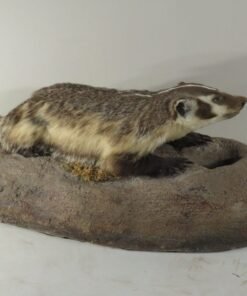 BADGER LIFE SIZE MOUNT ON TERRAIN