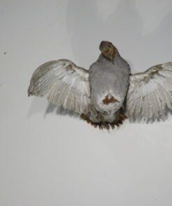 HUNGARIAN PARTRIDGE BIRD