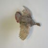 FLYING HUNGARIAN PARTRIDGE