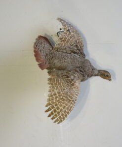 FLYING HUNGARIAN PARTRIDGE