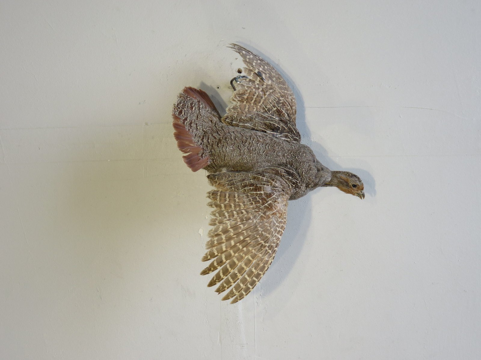 IMG_4074-scaled-2 FLYING HUNGARIAN PARTRIDGE