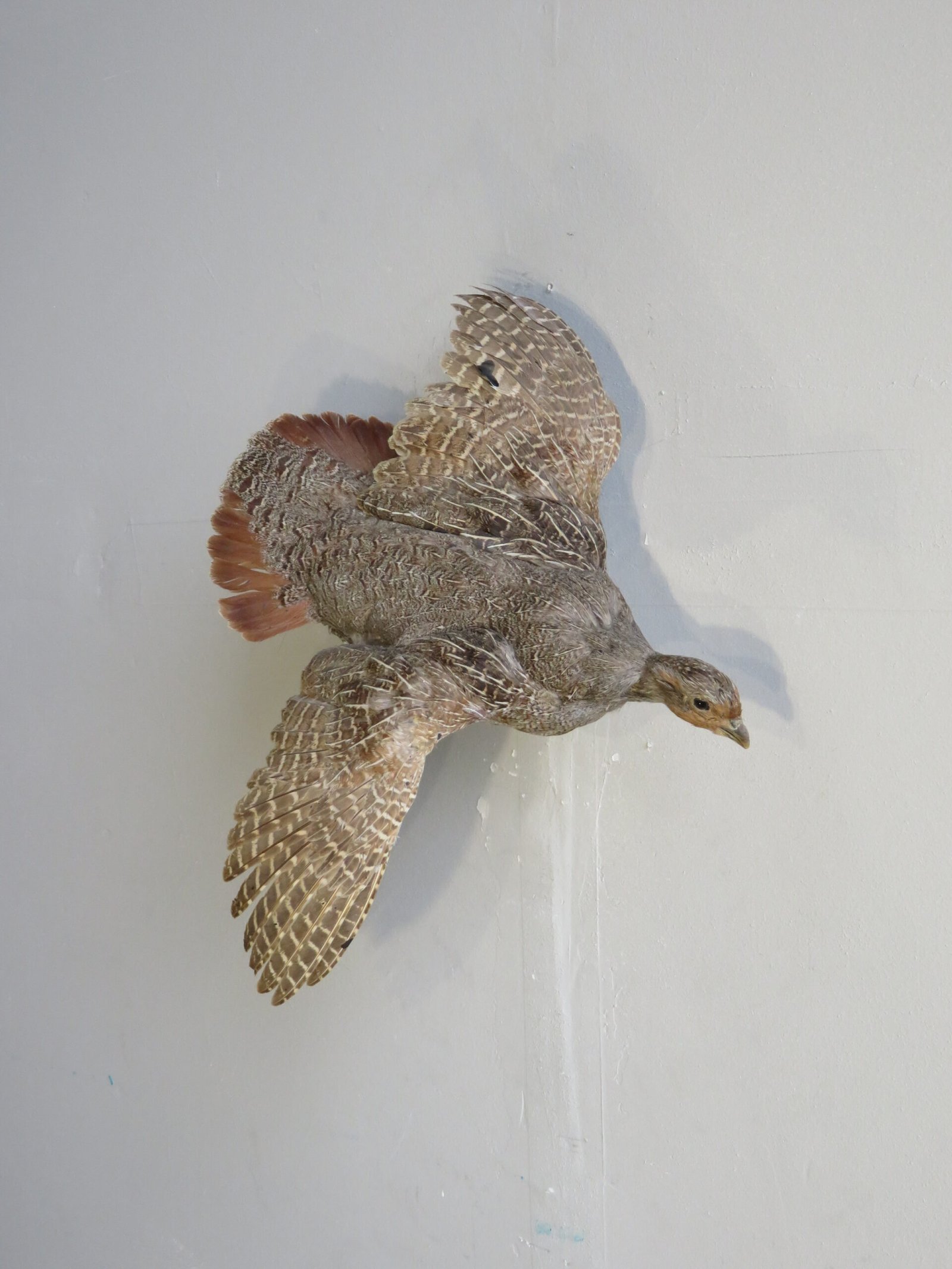IMG_4076-scaled