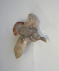 FLYING HUNGARIAN PARTRIDGE
