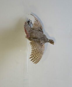 FLYING HUNGARIAN PARTRIDGE