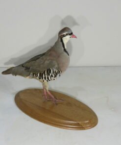 CHUKAR MOUNT ON WOOD