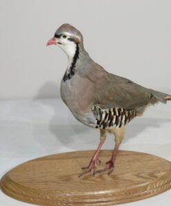 CHUKAR MOUNT ON WOOD
