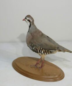 CHUKAR MOUNT ON WOOD