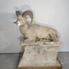 BIGHORN RAM LIFE SIZED