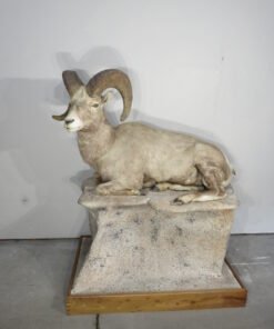 BIGHORN RAM LIFE SIZED