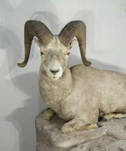BIGHORN RAM LIFE SIZED