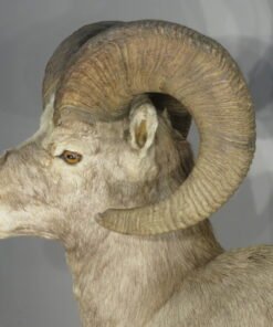 BIGHORN RAM LIFE SIZED