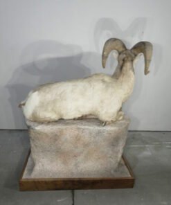 BIGHORN RAM LIFE SIZED