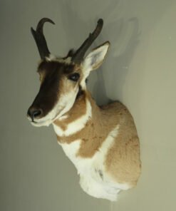 PRONGHORN TAXIDERMY