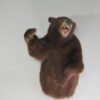 BLACK BEAR TAXIDERMY