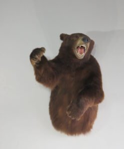 BLACK BEAR TAXIDERMY