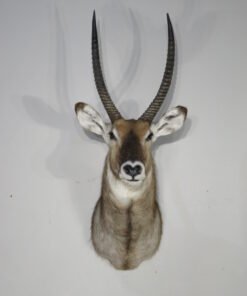 WATERBUCK TAXIDERMY