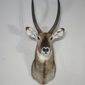 WATERBUCK TAXIDERMY