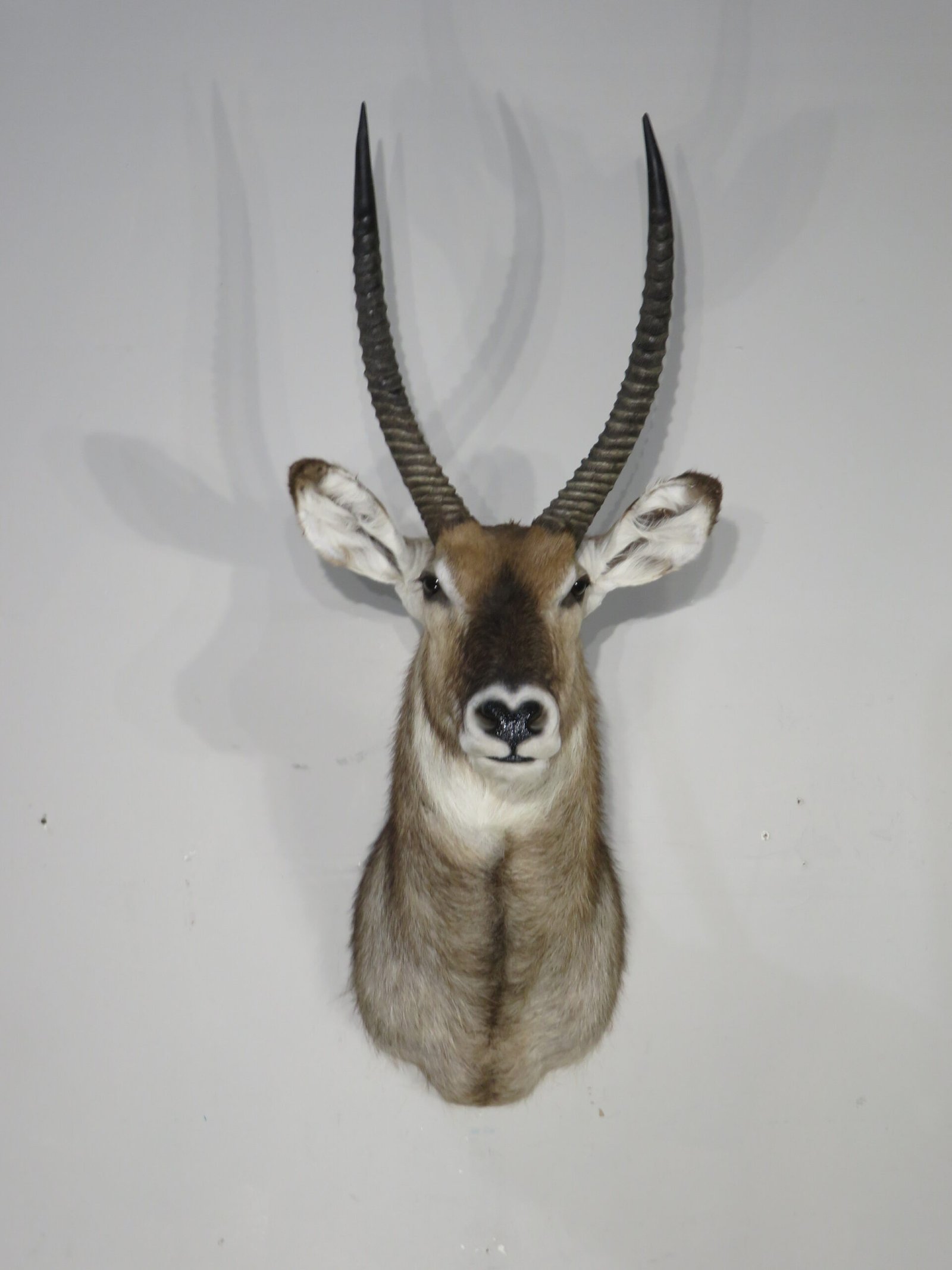 WATERBUCK TAXIDERMY