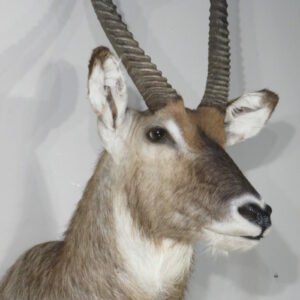 WATERBUCK TAXIDERMY