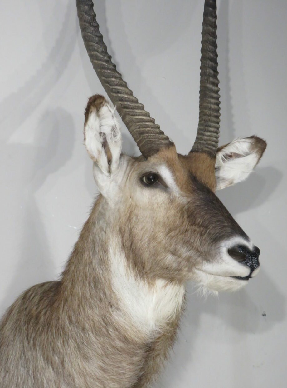 WATERBUCK TAXIDERMY - Image 2