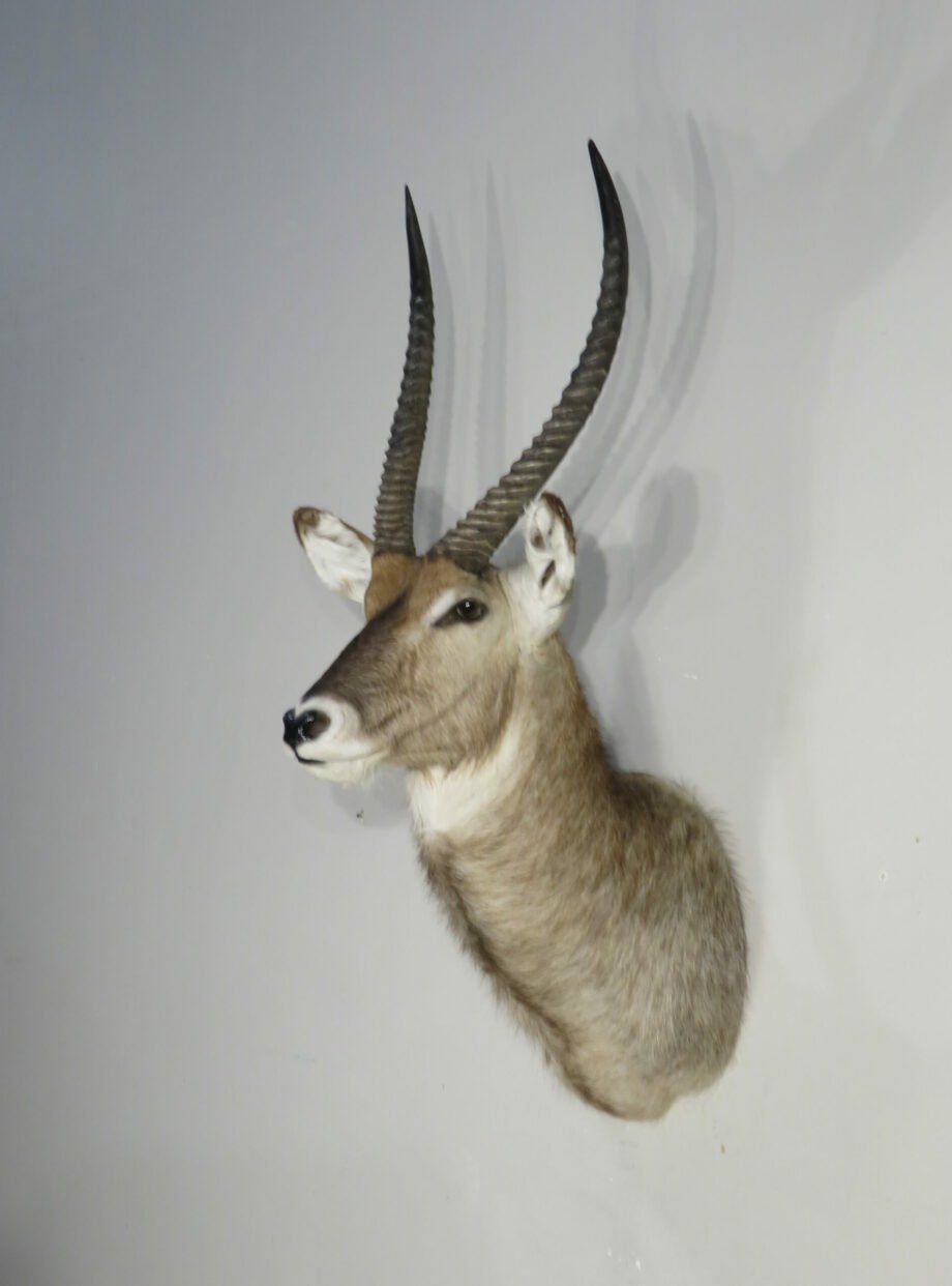 WATERBUCK TAXIDERMY - Image 4