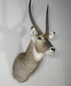 WATERBUCK TAXIDERMY