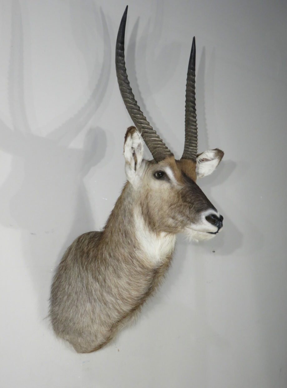 WATERBUCK TAXIDERMY