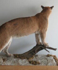 MOUNTAIN LION