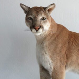 MOUNTAIN LION MOUNTAIN LION