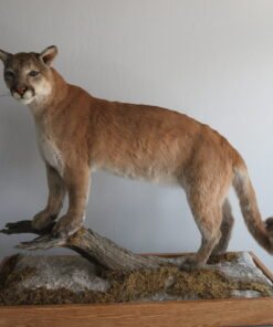 MOUNTAIN LION