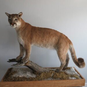 MOUNTAIN LION