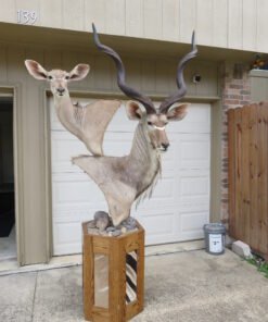 GREATER KUDU PAIR- TAXIDERMY MOUNT