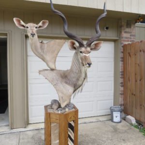 GREATER KUDU PAIR- TAXIDERMY MOUNT