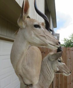 GREATER KUDU PAIR- TAXIDERMY MOUNT