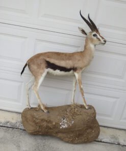 THOMSON’S GAZELLE TAXIDERMY