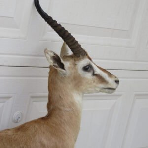 THOMSON’S GAZELLE TAXIDERMY