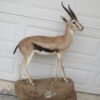 THOMSON’S GAZELLE TAXIDERMY