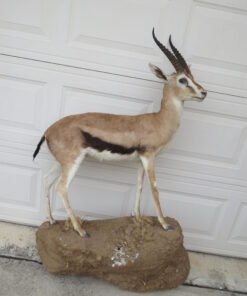 THOMSON’S GAZELLE TAXIDERMY